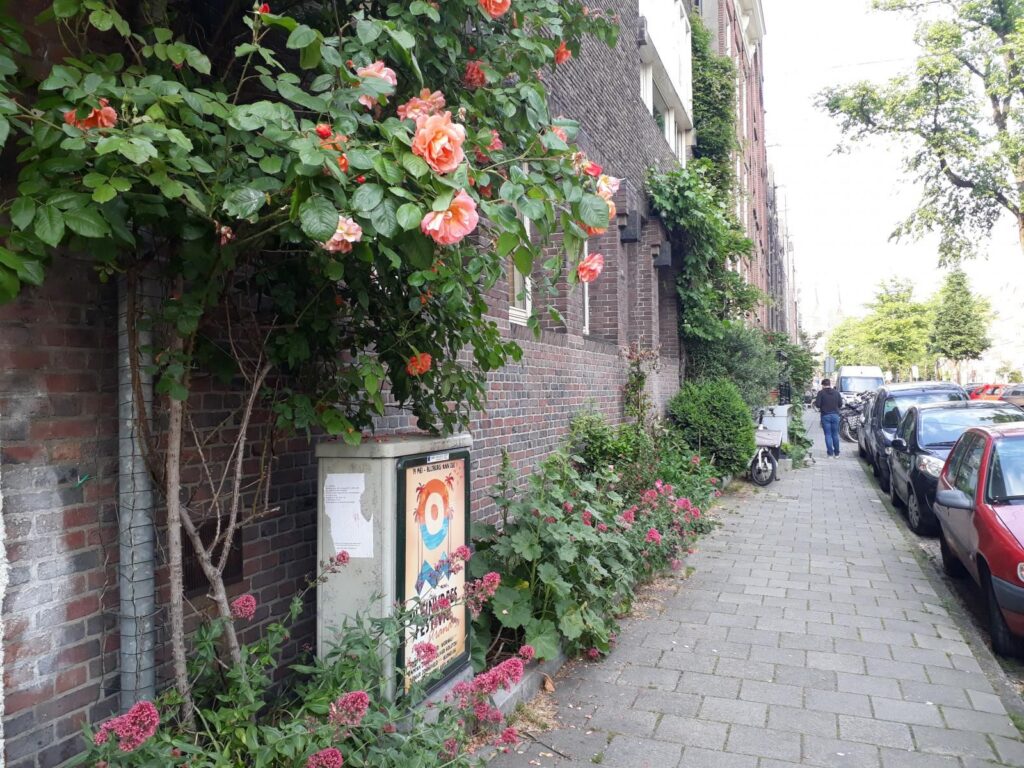 Geveltuin Amsterdam rozen