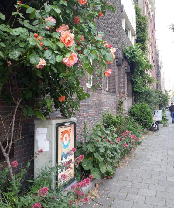 Geveltuin Amsterdam rozen
